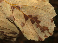 Aceria pseudoplatani