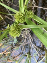 Sparganium americanum