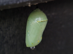 Danaus