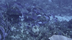 Acanthurus coeruleus