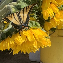 Papilio multicaudata multicaudata
