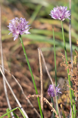 Allium schoenoprasum
