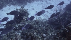 Acanthurus coeruleus