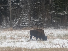 Bison bison athabascae