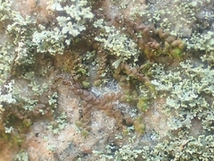 Frullania eboracensis