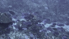 Acanthurus coeruleus