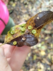 Pachypsylla celtidismamma