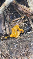 Dacrymycetaceae