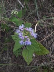 Aristeguietia lamiifolia