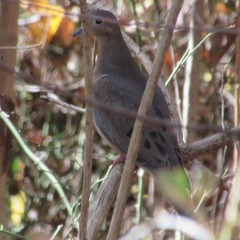 Zenaida macroura carolinensis