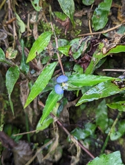 Commelina auriculata