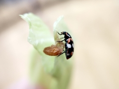 Dinocampus coccinellae paralysis virus