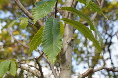 Castanea sativa