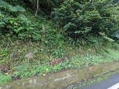Commelina auriculata