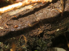 Cylindroiulus punctatus