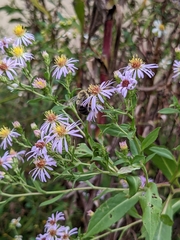 Symphyotrichum elliottii