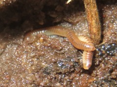 Cylindroiulus punctatus