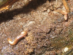 Cylindroiulus punctatus