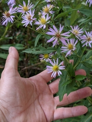 Symphyotrichum elliottii