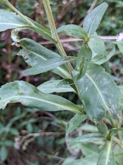 Symphyotrichum elliottii