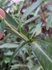 Symphyotrichum elliottii