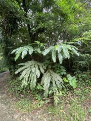 Alpinia uraiensis