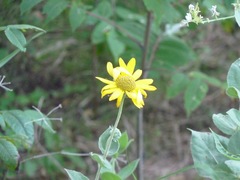 Helianthus mollis