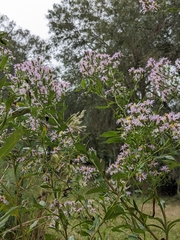 Symphyotrichum elliottii
