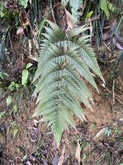 Dryopteris varia