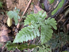Pteris grevilleana