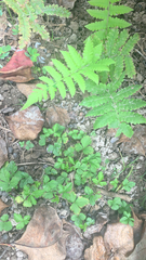 Thelypteridaceae