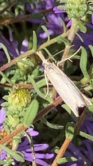 Agriphila straminella