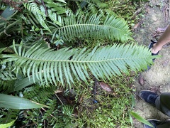 Sphaerostephanos taiwanensis