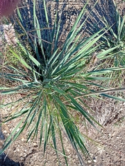 Yucca