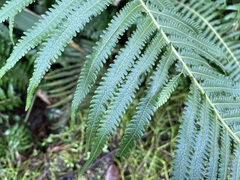 Sphaerostephanos taiwanensis