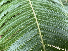 Sphaerostephanos taiwanensis