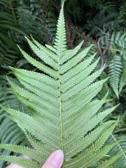 Sphaerostephanos taiwanensis