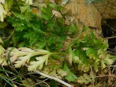 Lichtensteinia interrupta