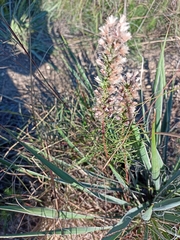 Yucca