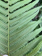 Sphaerostephanos taiwanensis