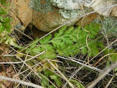 Lichtensteinia interrupta