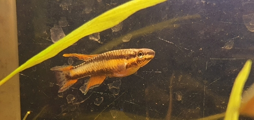 Red lyretail (Aphyosemion bivittatum) — Nothobranchiidae — 2