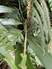 Sphaerostephanos taiwanensis