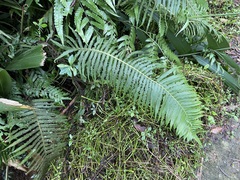 Sphaerostephanos taiwanensis