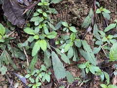 Staurogyne concinnula