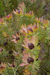 Leucadendron sessile