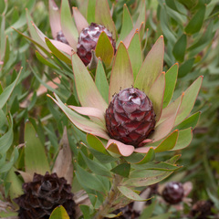 Leucadendron sessile