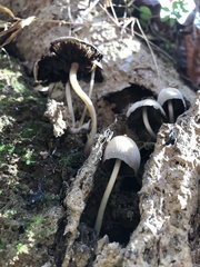 Coprinellus disseminatus