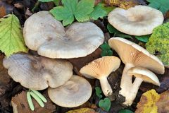 Lactarius pyrogalus
