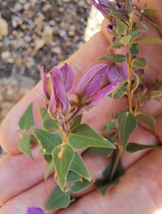 Polygala fruticosa